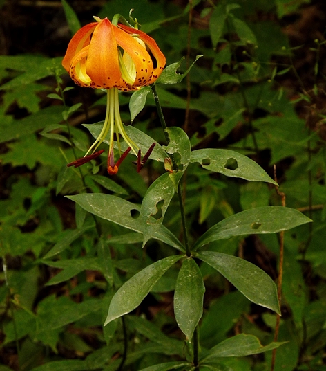 {Lilium michauxii}